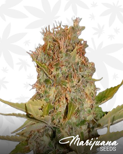 Bio Jesus 1