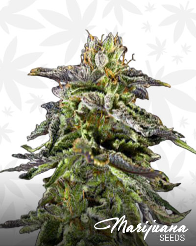 Black Cherry Pie 1