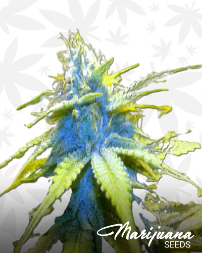 Blue Cinex 1