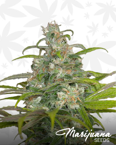Blue Dream CBD 2