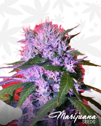 Blueberry Bomb 1