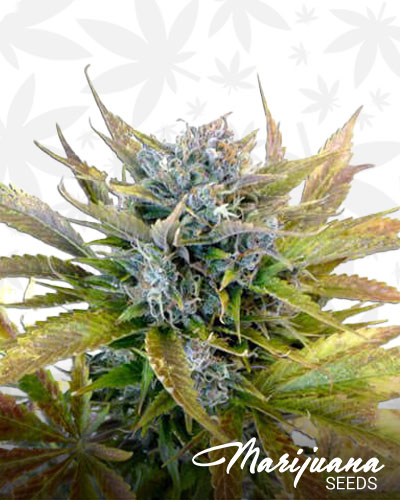 Blueberry Haze 1