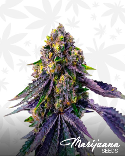 Blueberry Jack 1