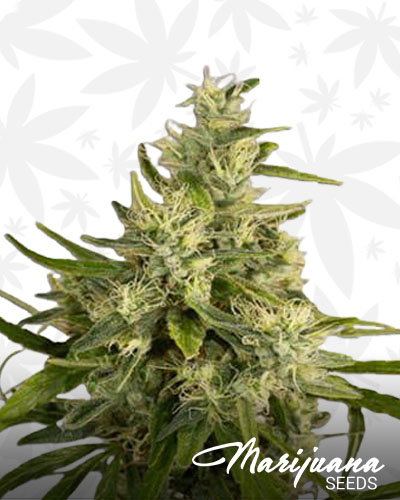 Blueberry Trainwreck 1