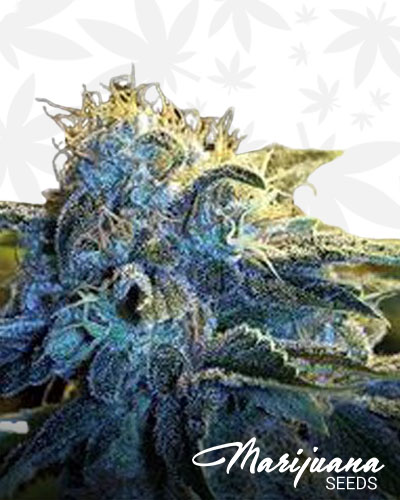 Broke Diesel 1