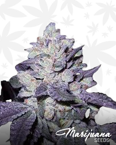 Bubba Cookies 1