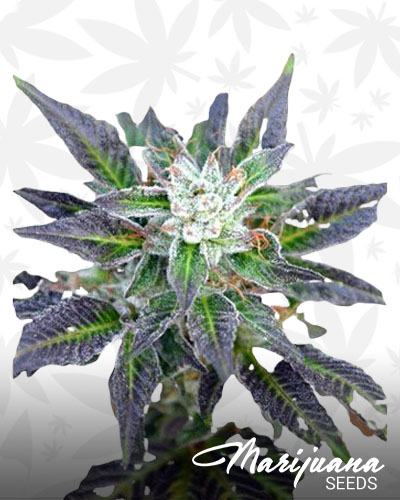 Bubba Fresh 1