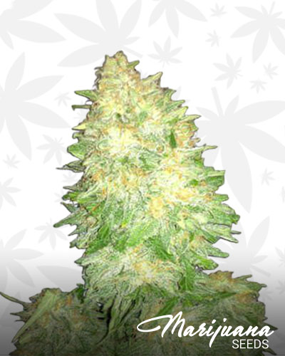 Bubbleberry 1