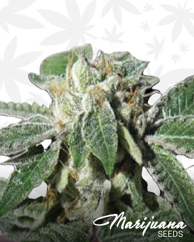 Buddha OG Kush 1