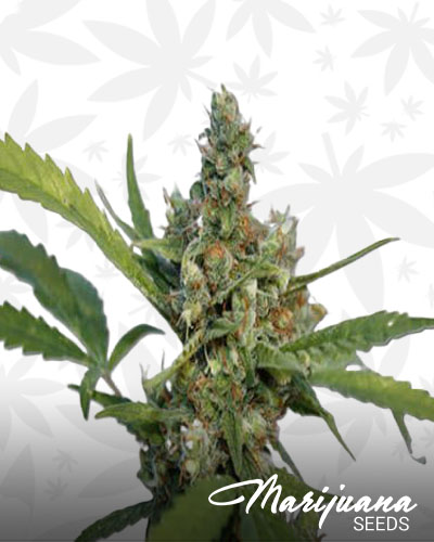 CBD Blue Shark 1