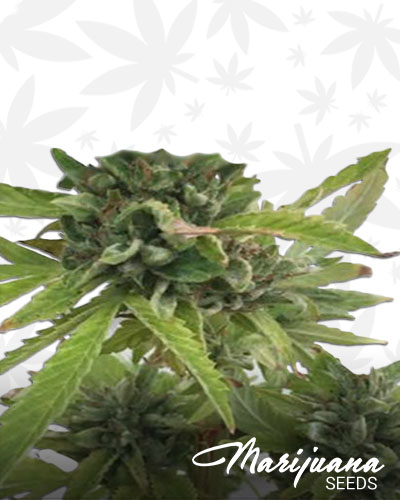 Canna Tsu 1