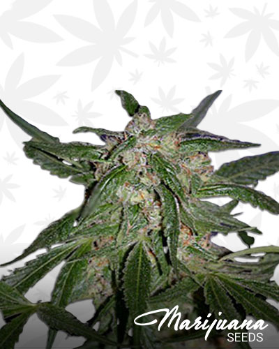 Cannadential 1