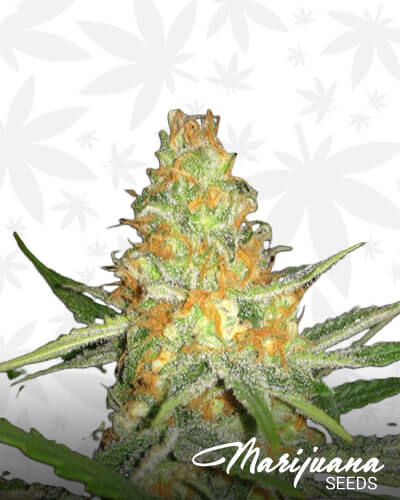 Champagne Kush 1