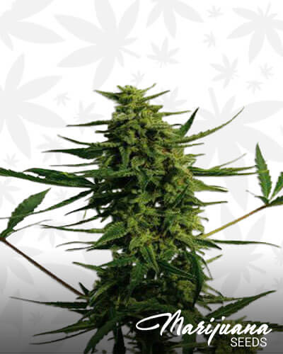 Critical 47 1