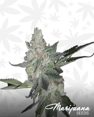 Dank Sinatra 1