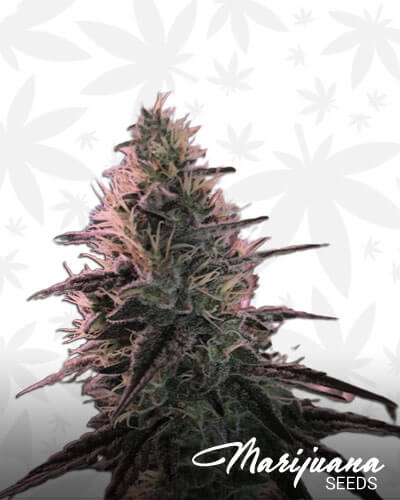 Double Barrel OG
