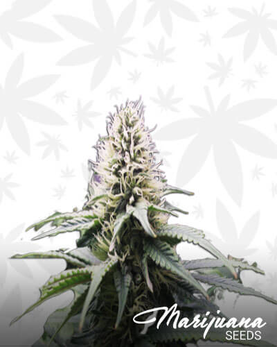 Durban Cheese