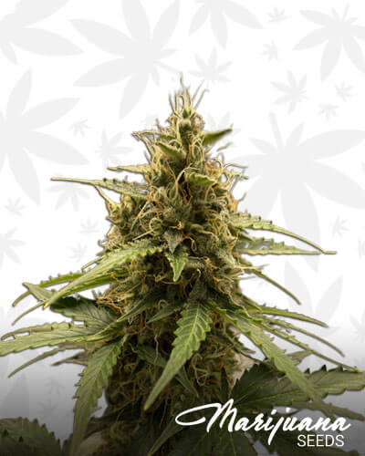 Dutch Crunch