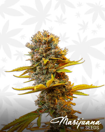 Dutch Treat Haze