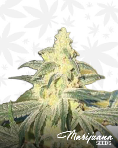Elmer’s Glue
