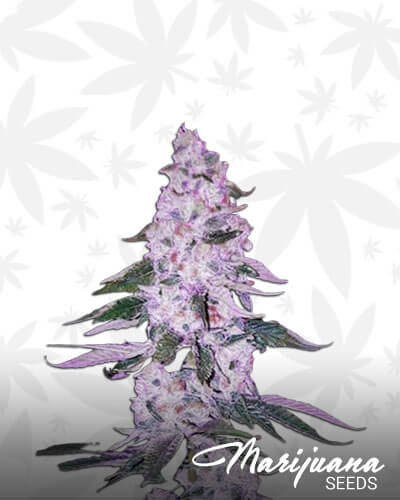 Ethos Hash Plant Bx1