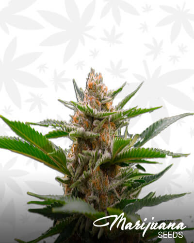Fire Alien Strawberry