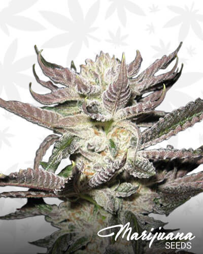Fire Alien Urkle