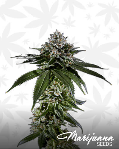 Fire OG