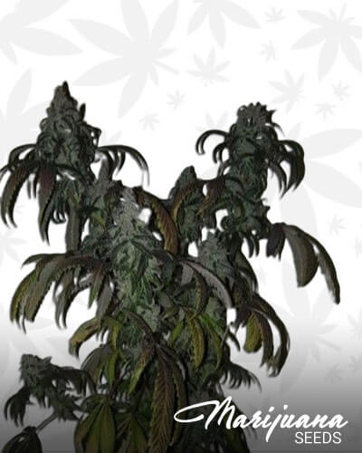 Flo 1