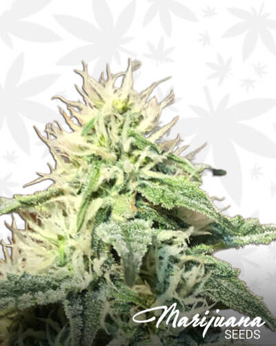 Forbidden Zkittlez