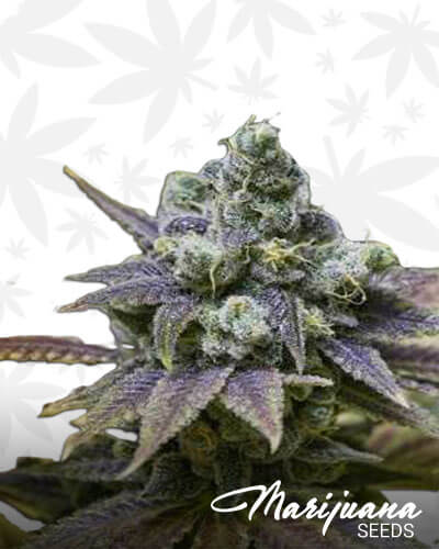 Fruit Loop OG