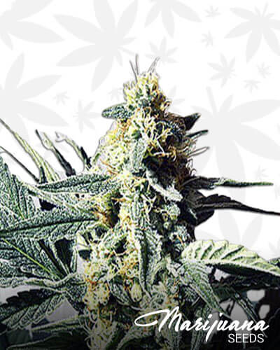 G13 Widow