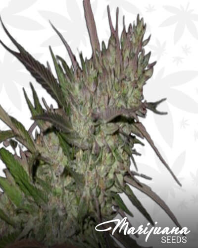GRiZ Kush