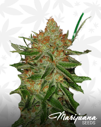 Glass Slipper