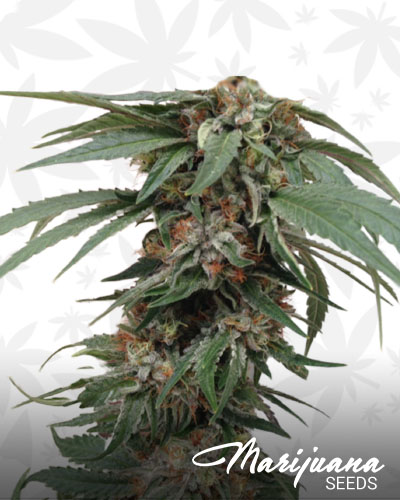 God’s Green Crack