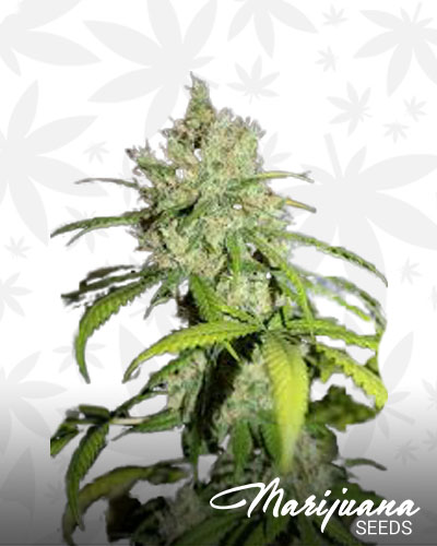 Golden Pineapple