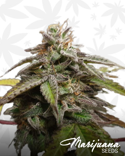 Gorilla Breath
