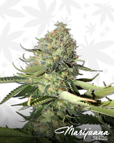 Jah Kush