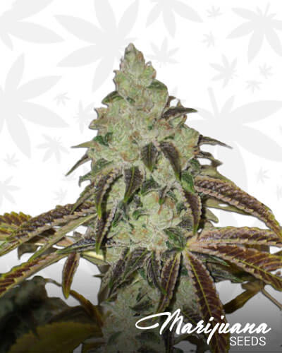 Jet Fuel