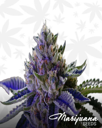 Jim OG