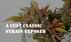 ak-47 cannabis strains, buy cannabis seeds