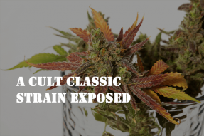 a cult classic strain exposed