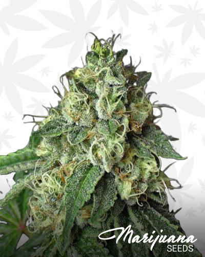 best friend og 1