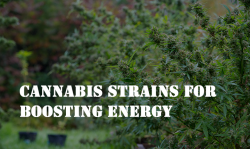 best cannabis seeds, medical cannabis