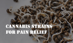 best cannabis strains for pain