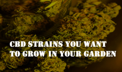 best high CBD strains