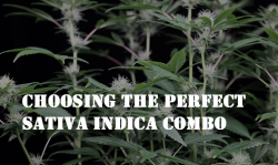 indica sativa cannabis strains