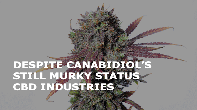 despite cannabidiols still murky status cbd industry is expected