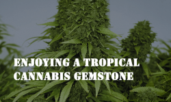 maui waui cannabis