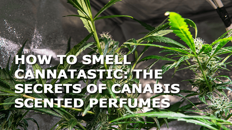 how to smell cannatastic the secrets of cannabis scented perfume